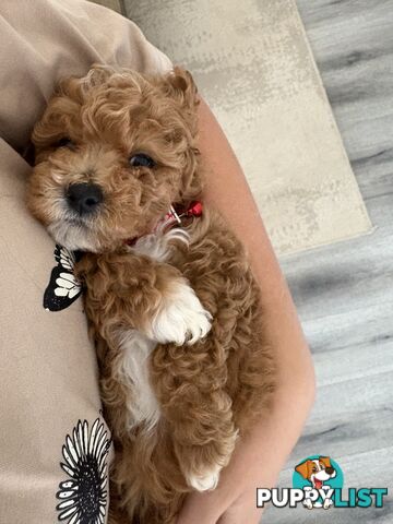 Cavoodle Puppies Available Now