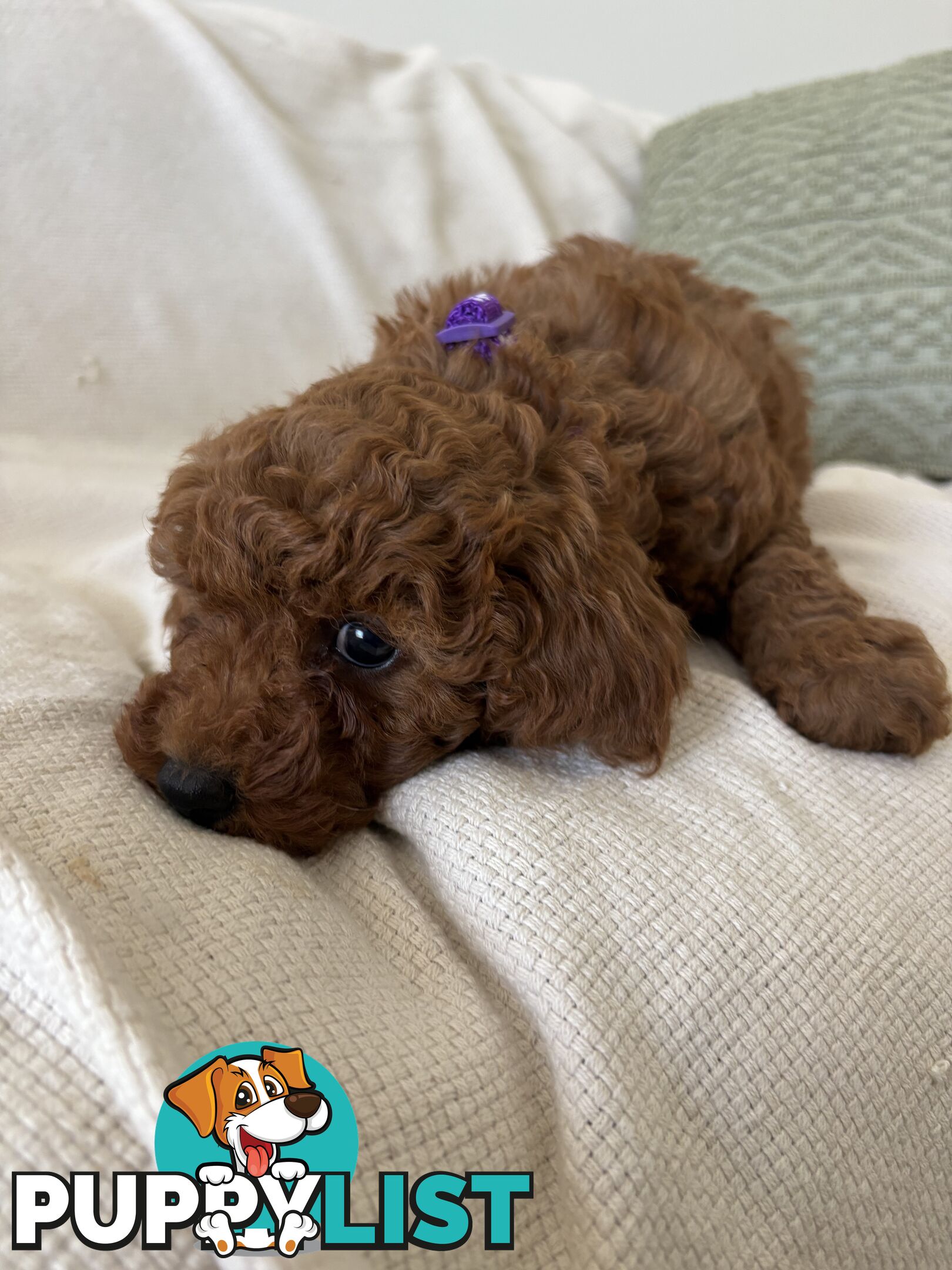 Cavoodle Puppies Available Now