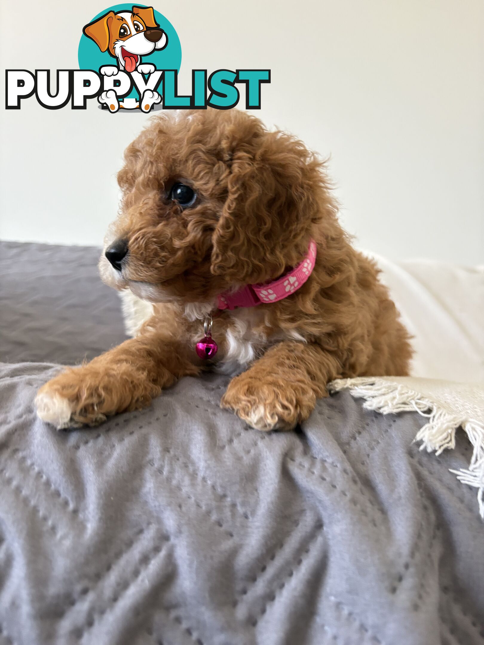 Cavoodle Puppies Available Now