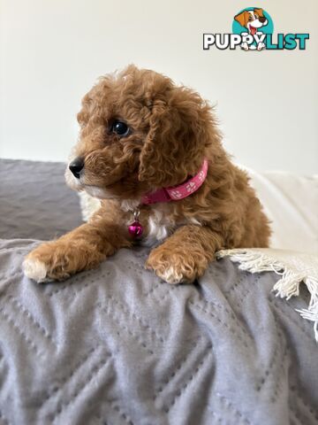 Cavoodle Puppies Available Now