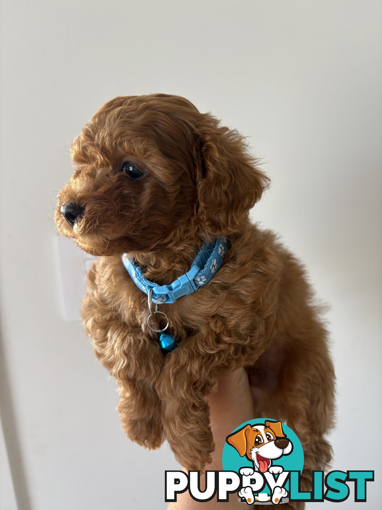 Cavoodle Puppies Available Now