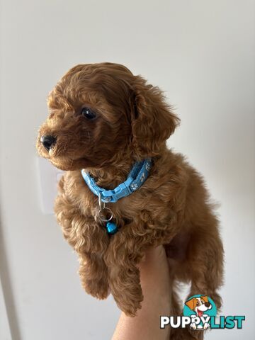 Cavoodle Puppies Available Now