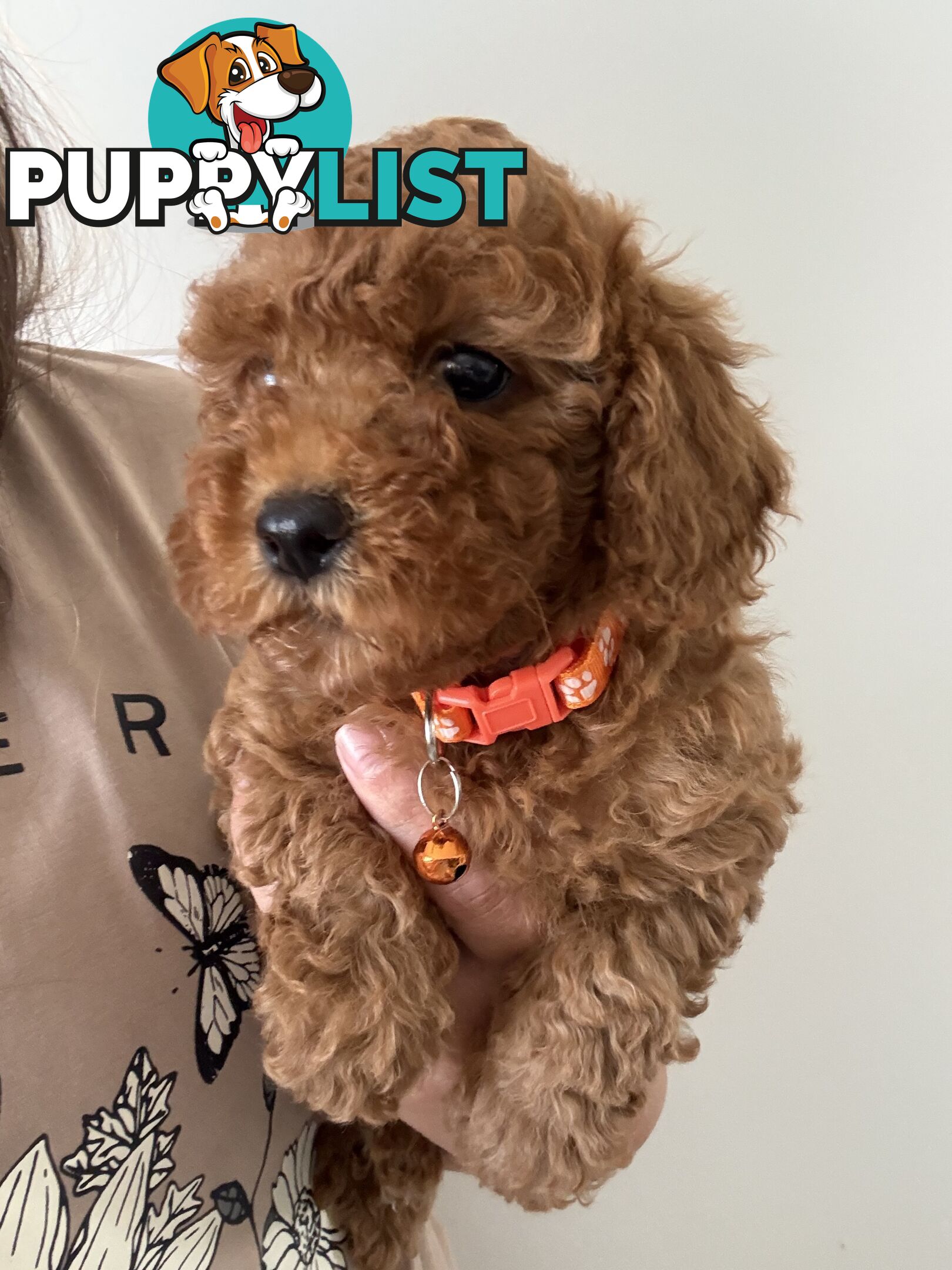 Cavoodle Puppies Available Now