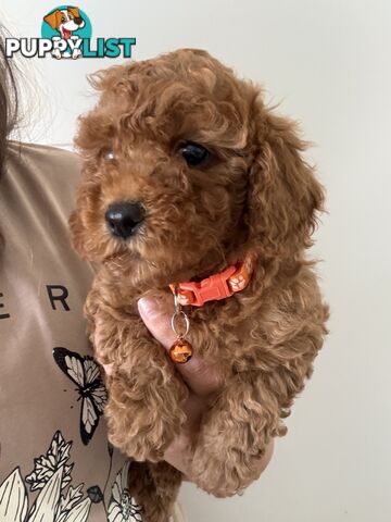 Cavoodle Puppies Available Now