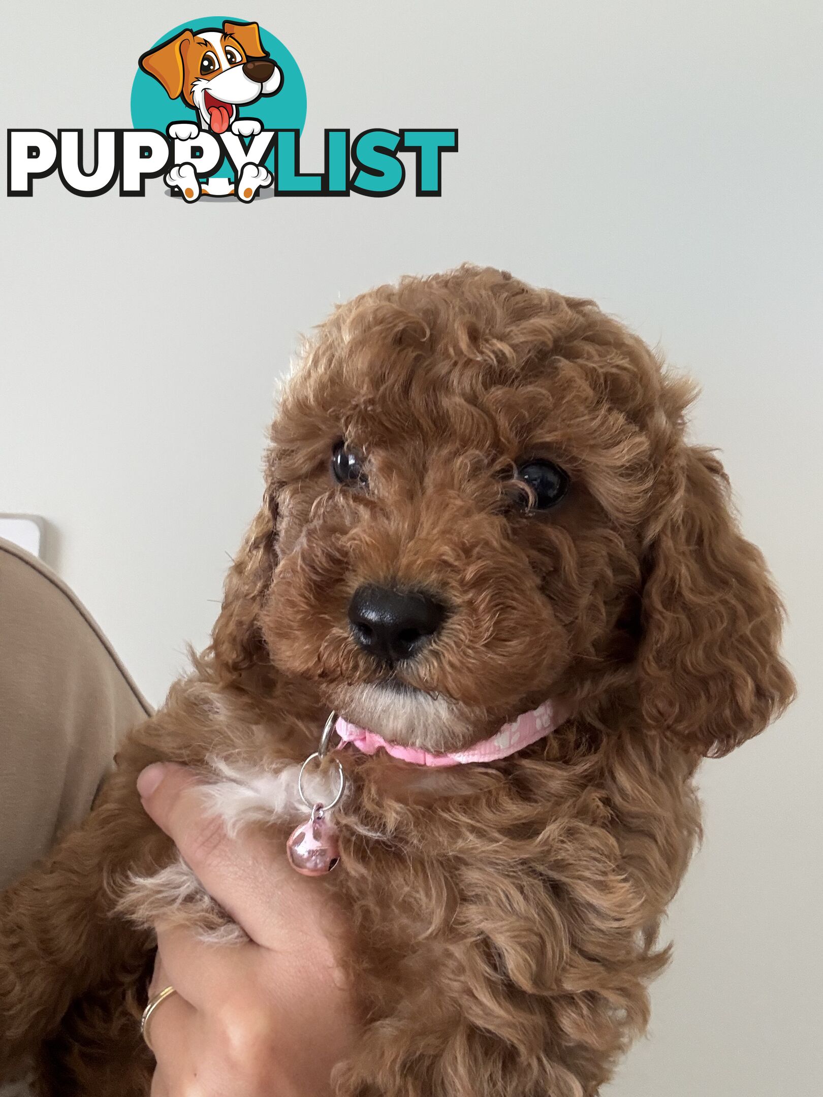 Cavoodle Puppies Available Now