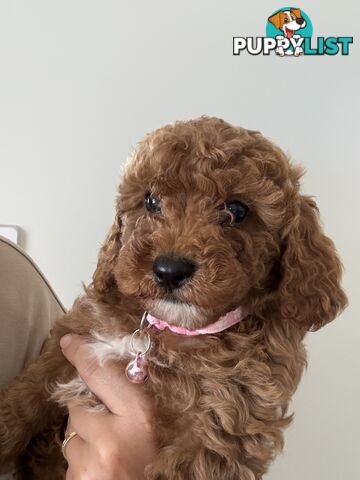 Cavoodle Puppies Available Now