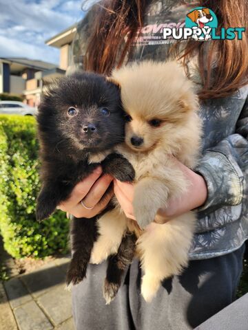 💙🩷 Super fluffy Pomerian boy and girl pups looking for their forever home