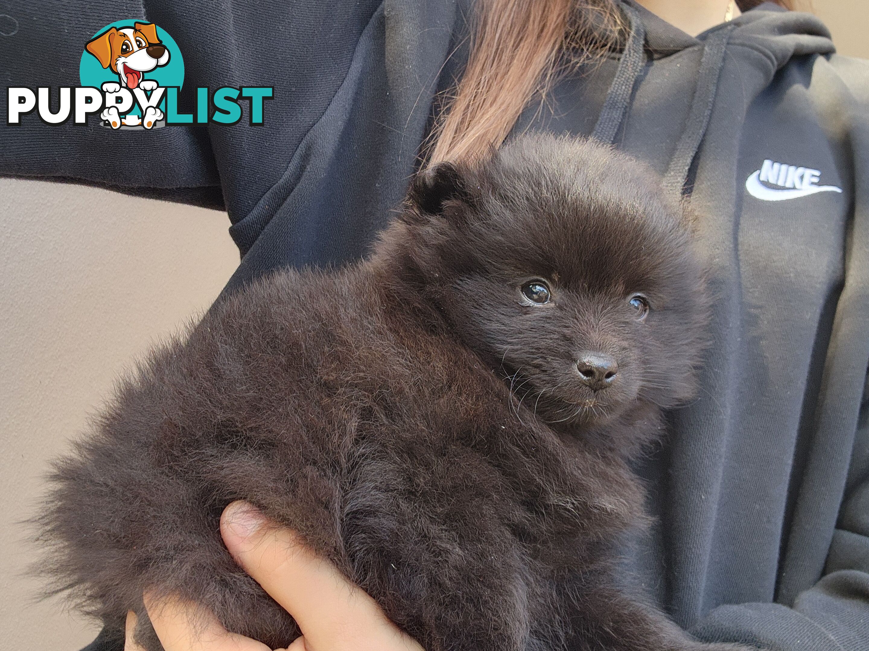 💙🩷 Super fluffy Pomerian boy and girl pups looking for their forever home