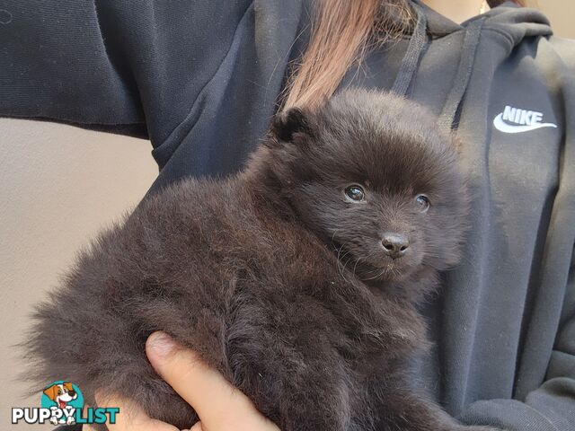 💙🩷 Super fluffy Pomerian boy and girl pups looking for their forever home