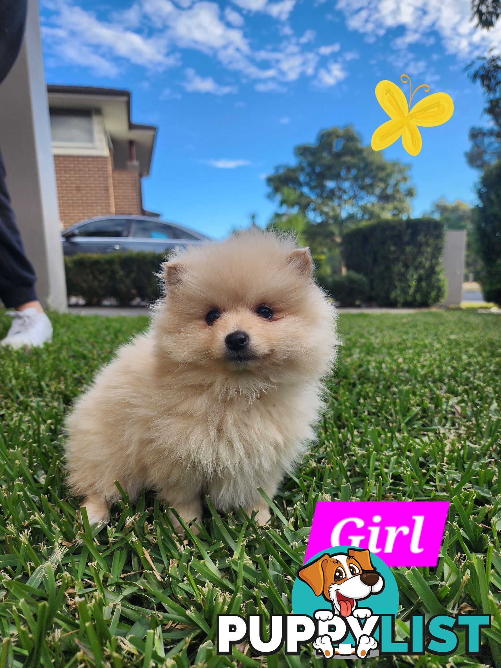 💙🩷 Super fluffy Pomerian boy and girl pups looking for their forever home