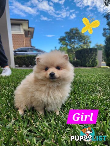 💙🩷 Super fluffy Pomerian boy and girl pups looking for their forever home