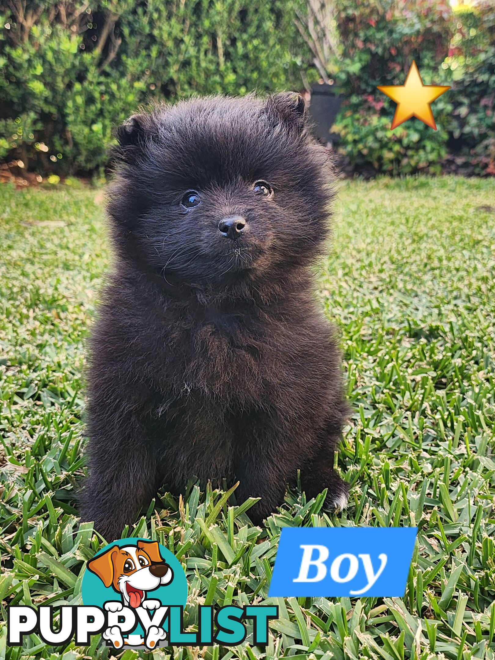 💙🩷 Super fluffy Pomerian boy and girl pups looking for their forever home
