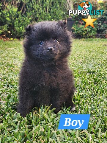 💙🩷 Super fluffy Pomerian boy and girl pups looking for their forever home