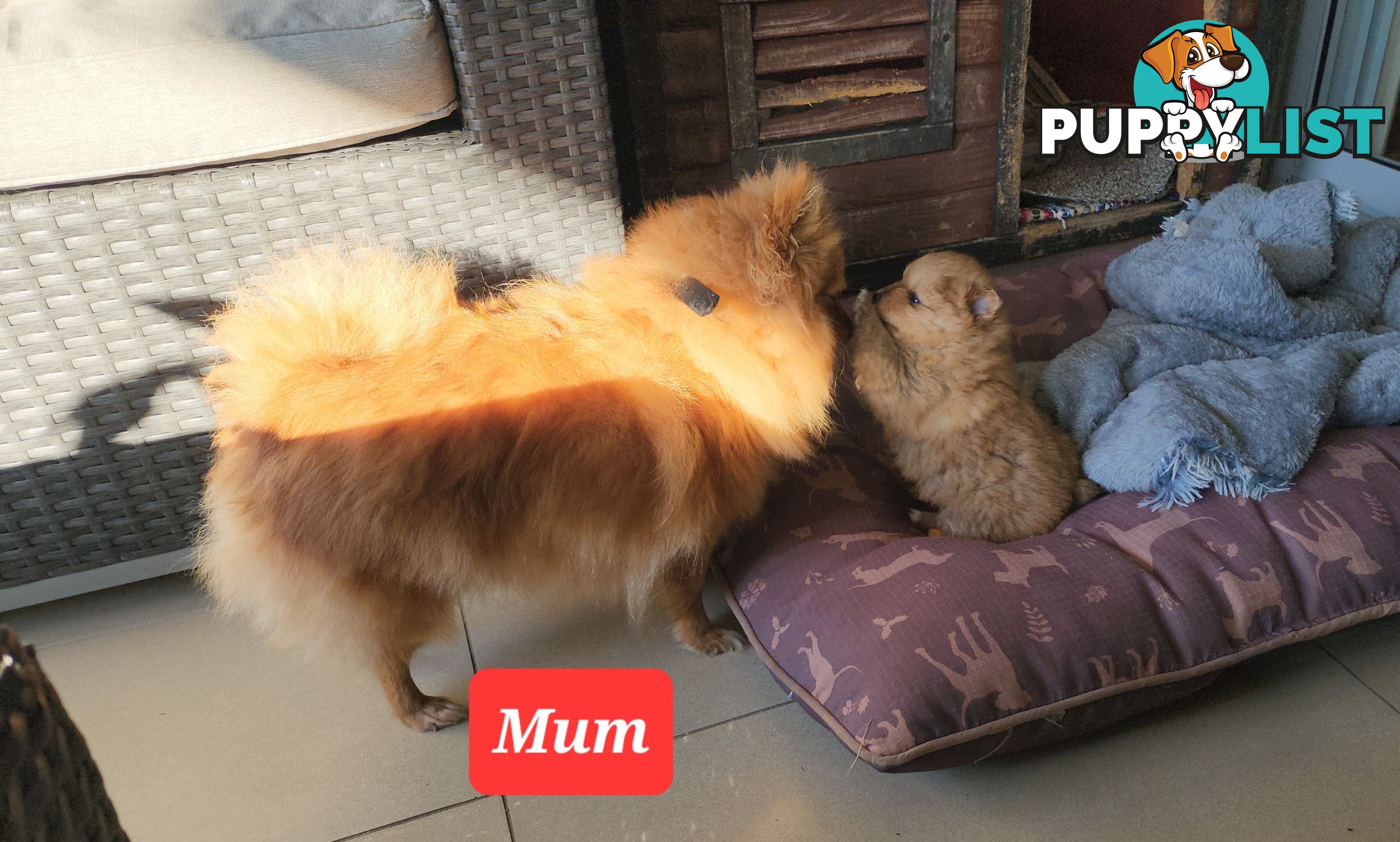 💙🩷 Super fluffy Pomerian boy and girl pups looking for their forever home