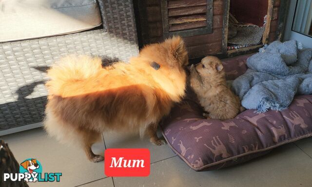 💙🩷 Super fluffy Pomerian boy and girl pups looking for their forever home