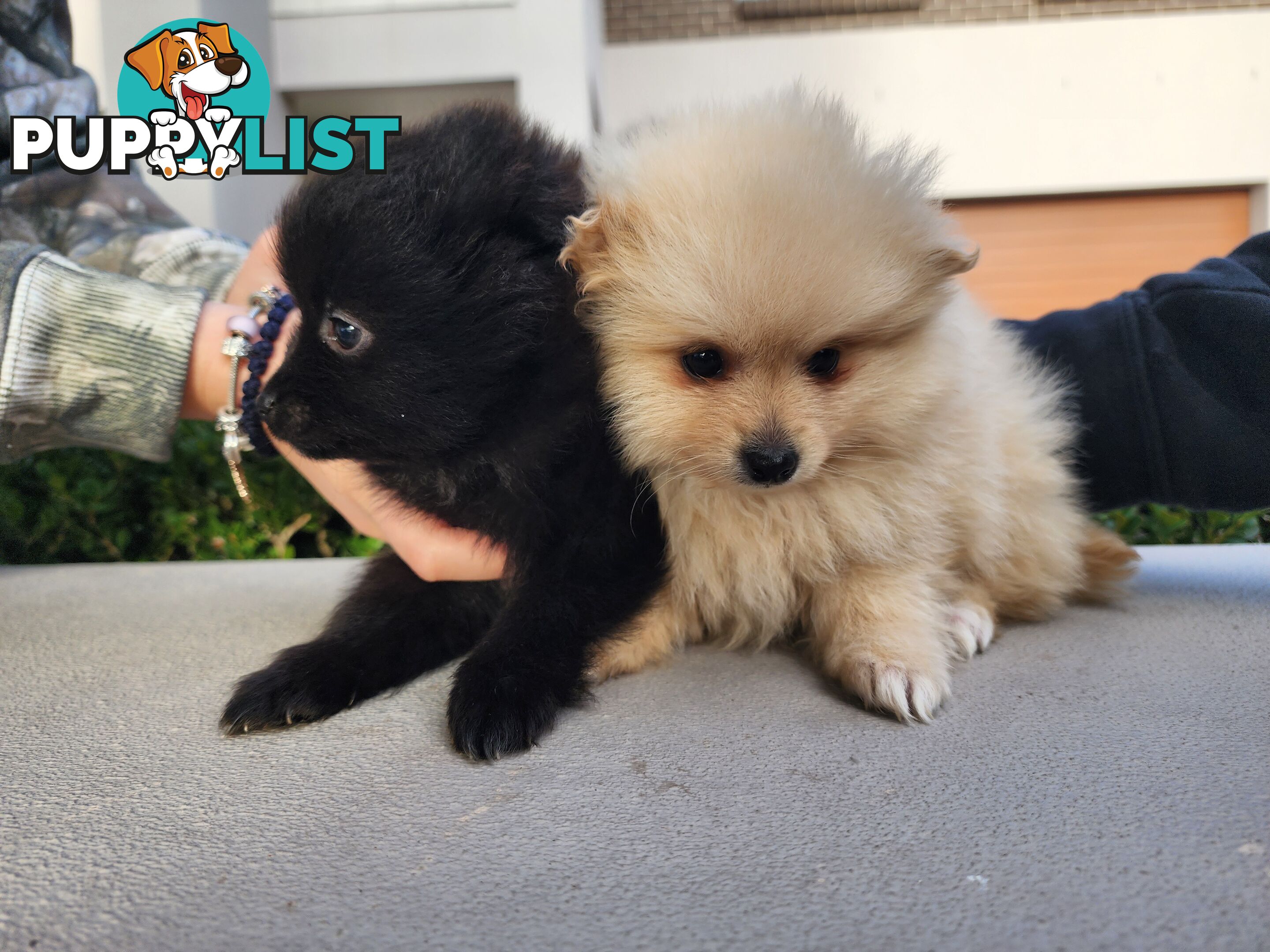 💙🩷 Super fluffy Pomerian boy and girl pups looking for their forever home