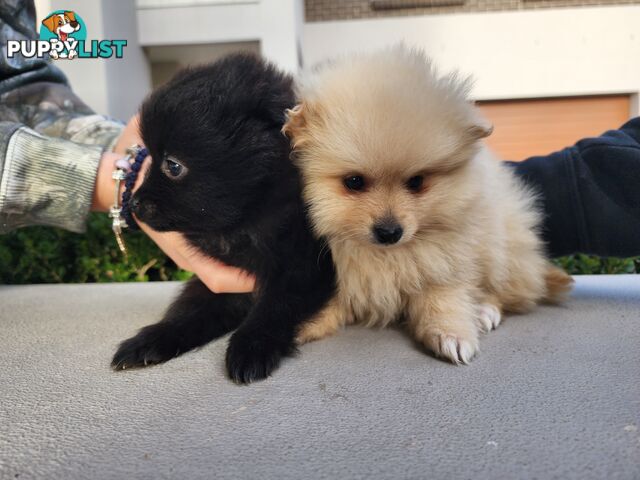 💙🩷 Super fluffy Pomerian boy and girl pups looking for their forever home