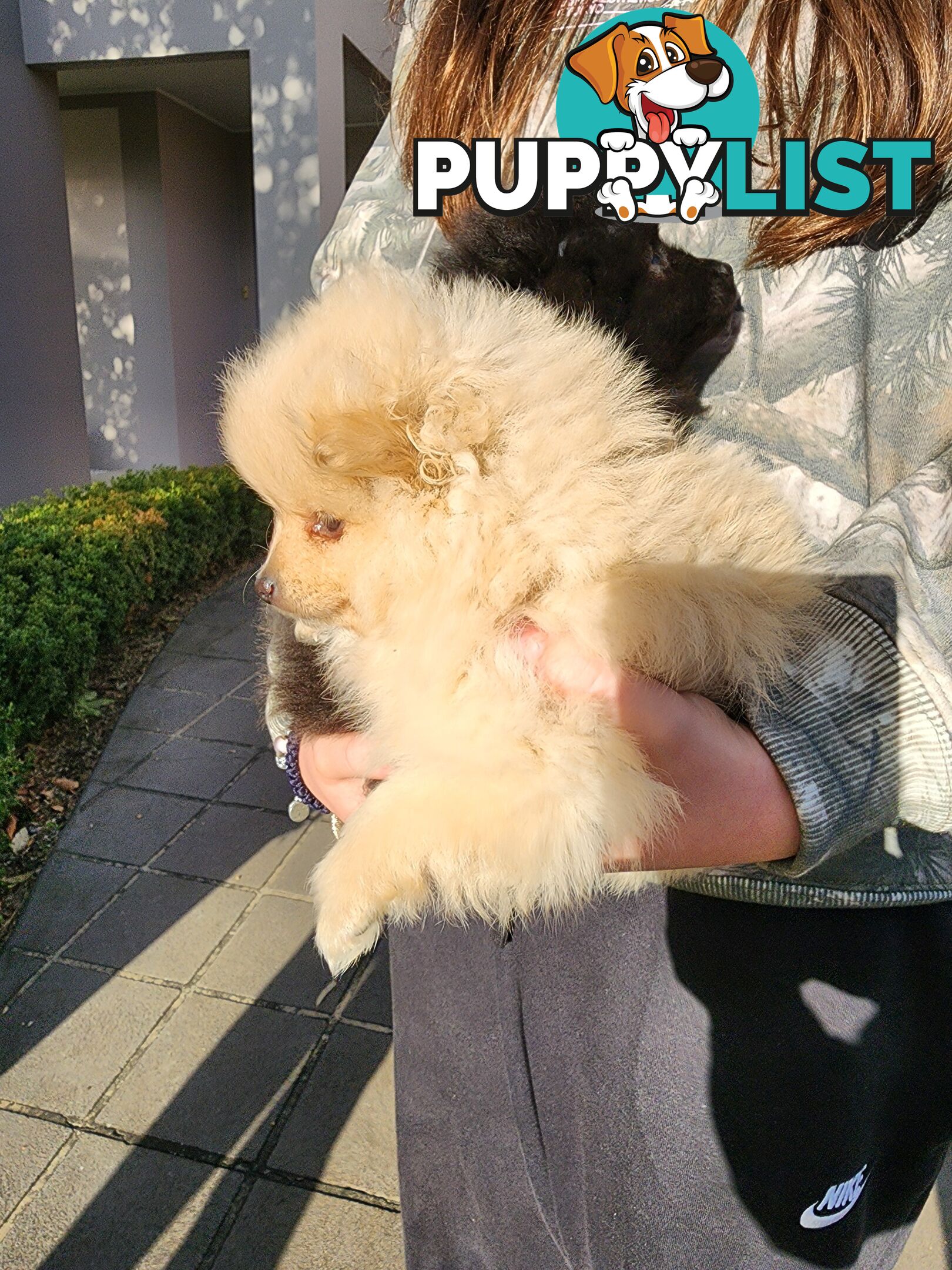 💙🩷 Super fluffy Pomerian boy and girl pups looking for their forever home