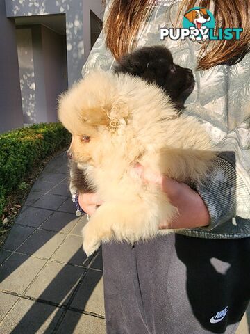 💙🩷 Super fluffy Pomerian boy and girl pups looking for their forever home