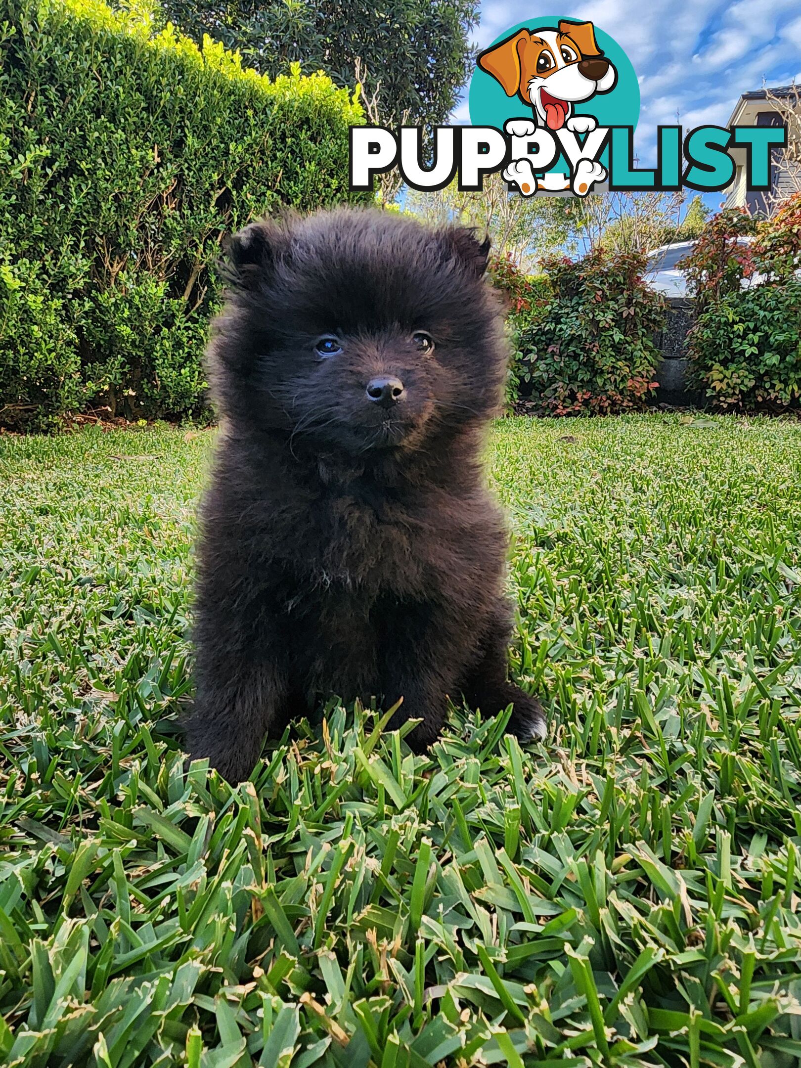 💙🩷 Super fluffy Pomerian boy and girl pups looking for their forever home