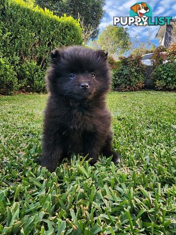 💙🩷 Super fluffy Pomerian boy and girl pups looking for their forever home