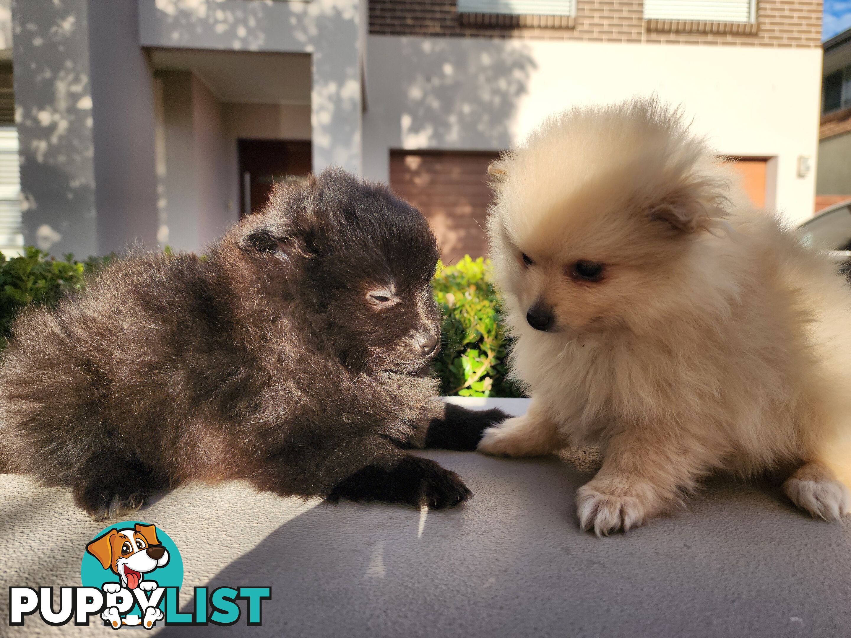 💙🩷 Super fluffy Pomerian boy and girl pups looking for their forever home