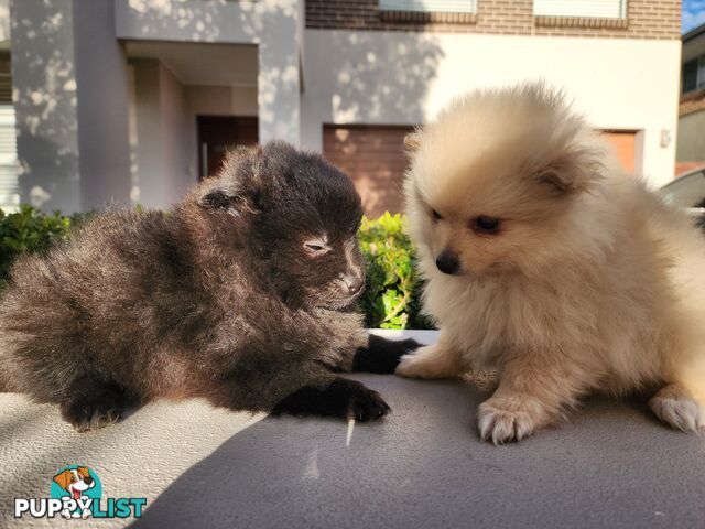 💙🩷 Super fluffy Pomerian boy and girl pups looking for their forever home