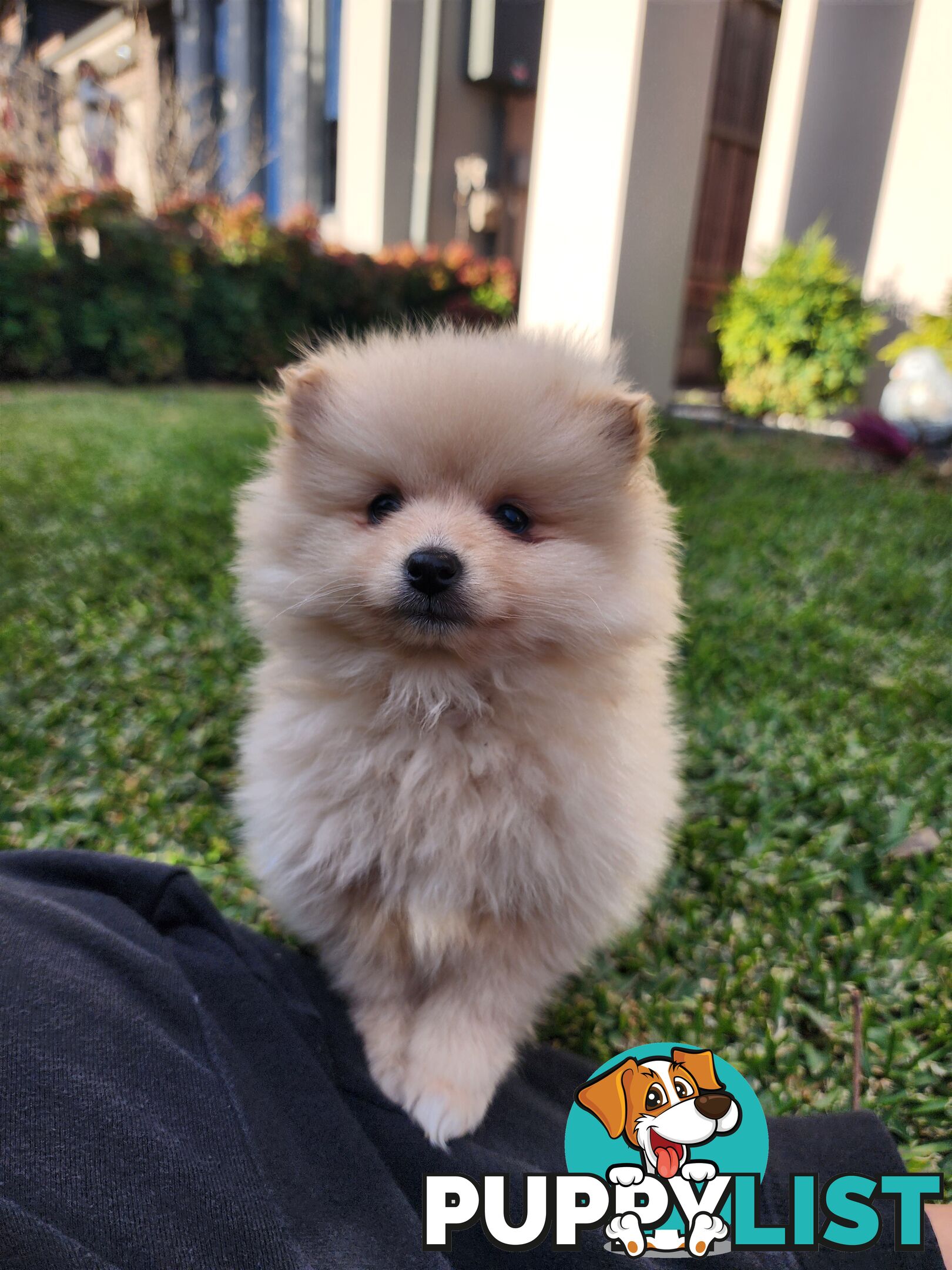 💙🩷 Super fluffy Pomerian boy and girl pups looking for their forever home