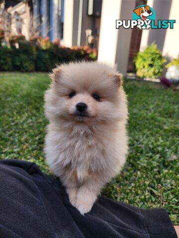 💙🩷 Super fluffy Pomerian boy and girl pups looking for their forever home