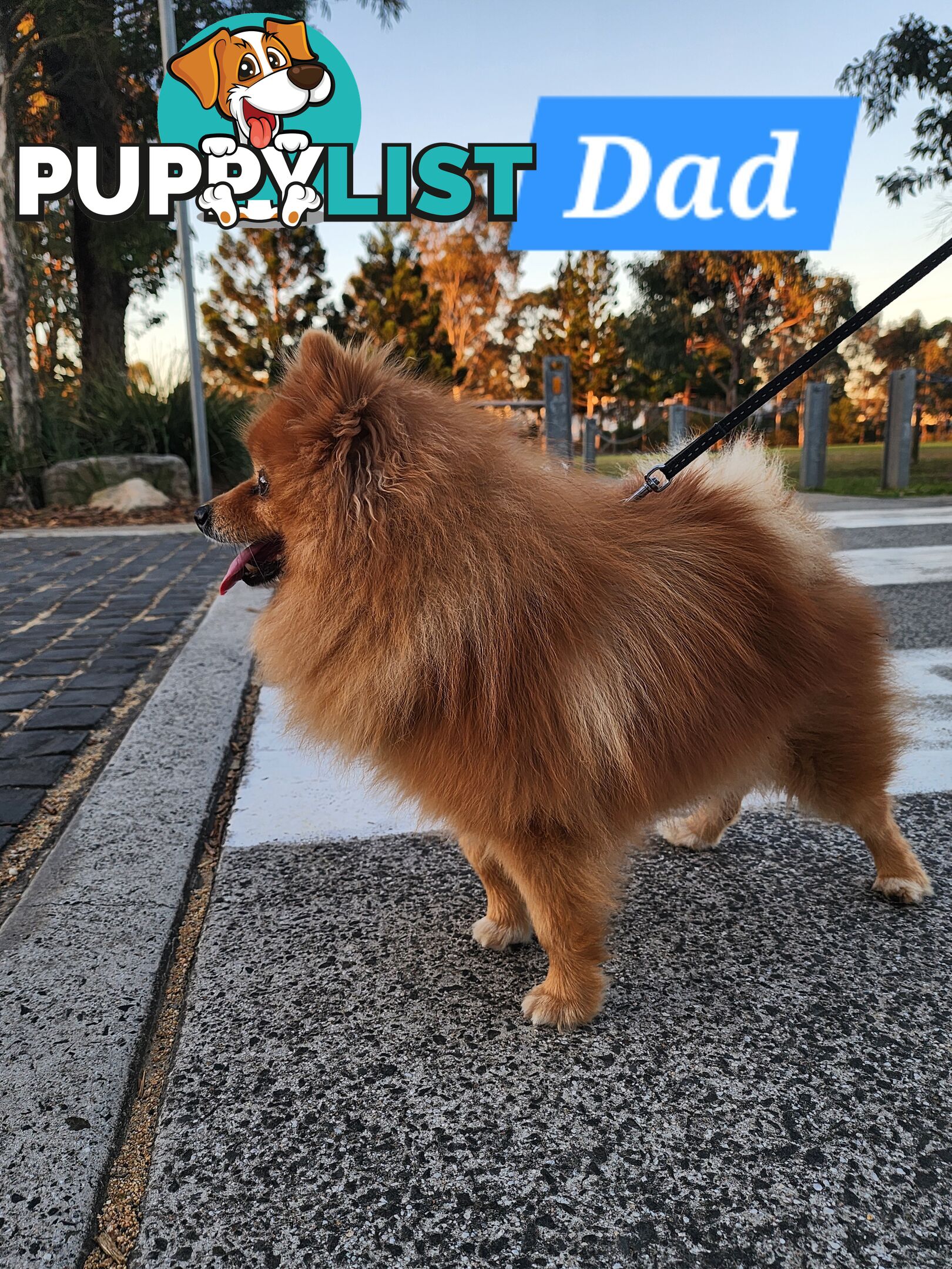 💙🩷 Super fluffy Pomerian boy and girl pups looking for their forever home