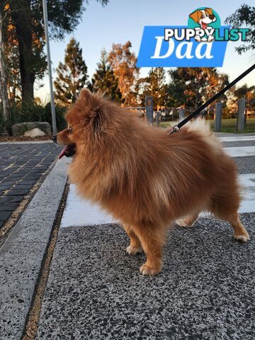 💙🩷 Super fluffy Pomerian boy and girl pups looking for their forever home