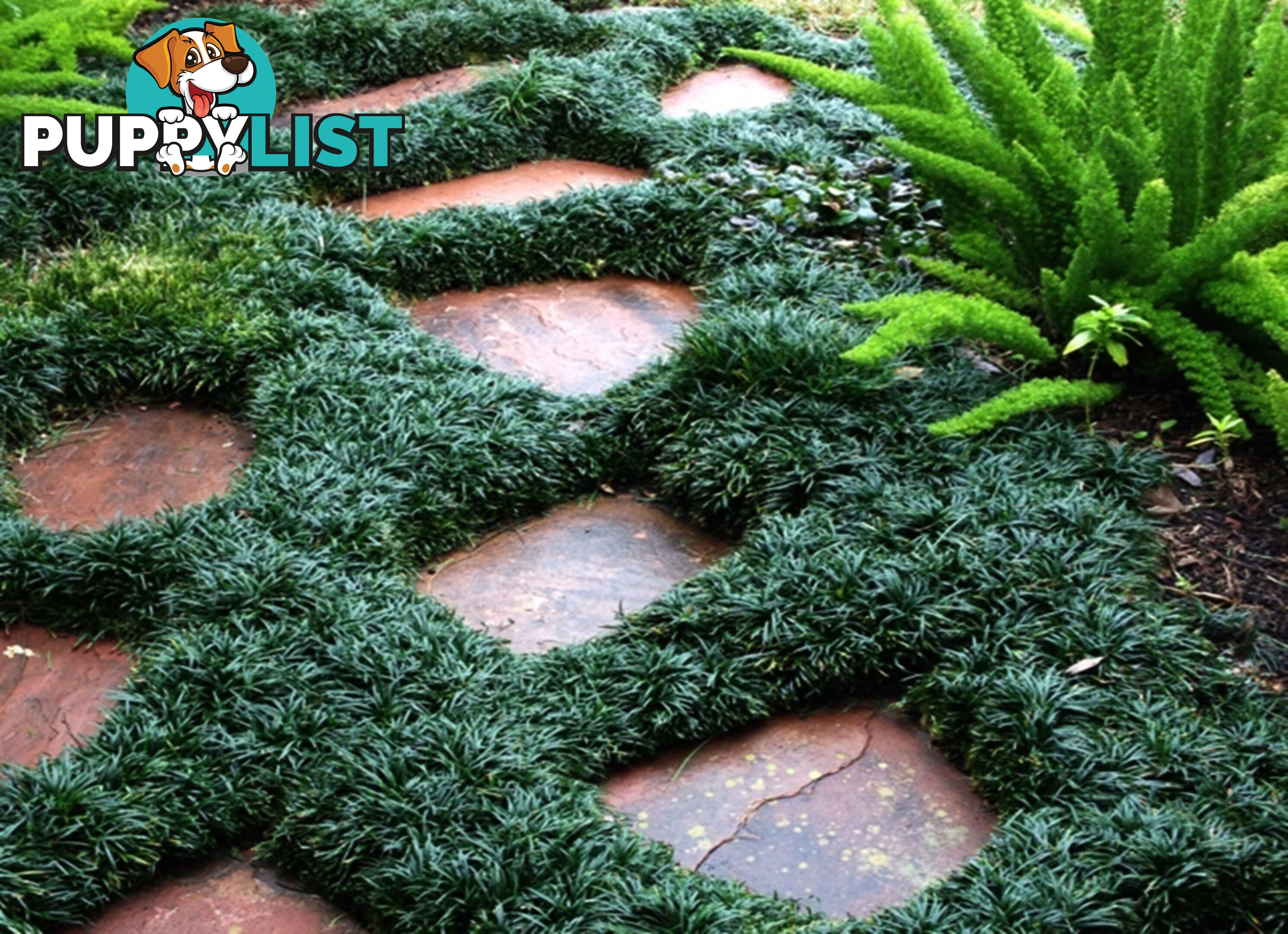 100 Mini or Dwarf Mondo Grass $80.00 Free Express Delivery