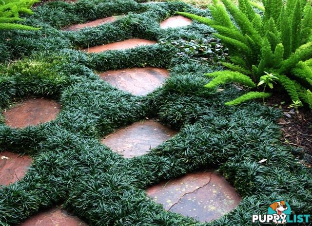 100 Mini or Dwarf Mondo Grass $80.00 Free Express Delivery