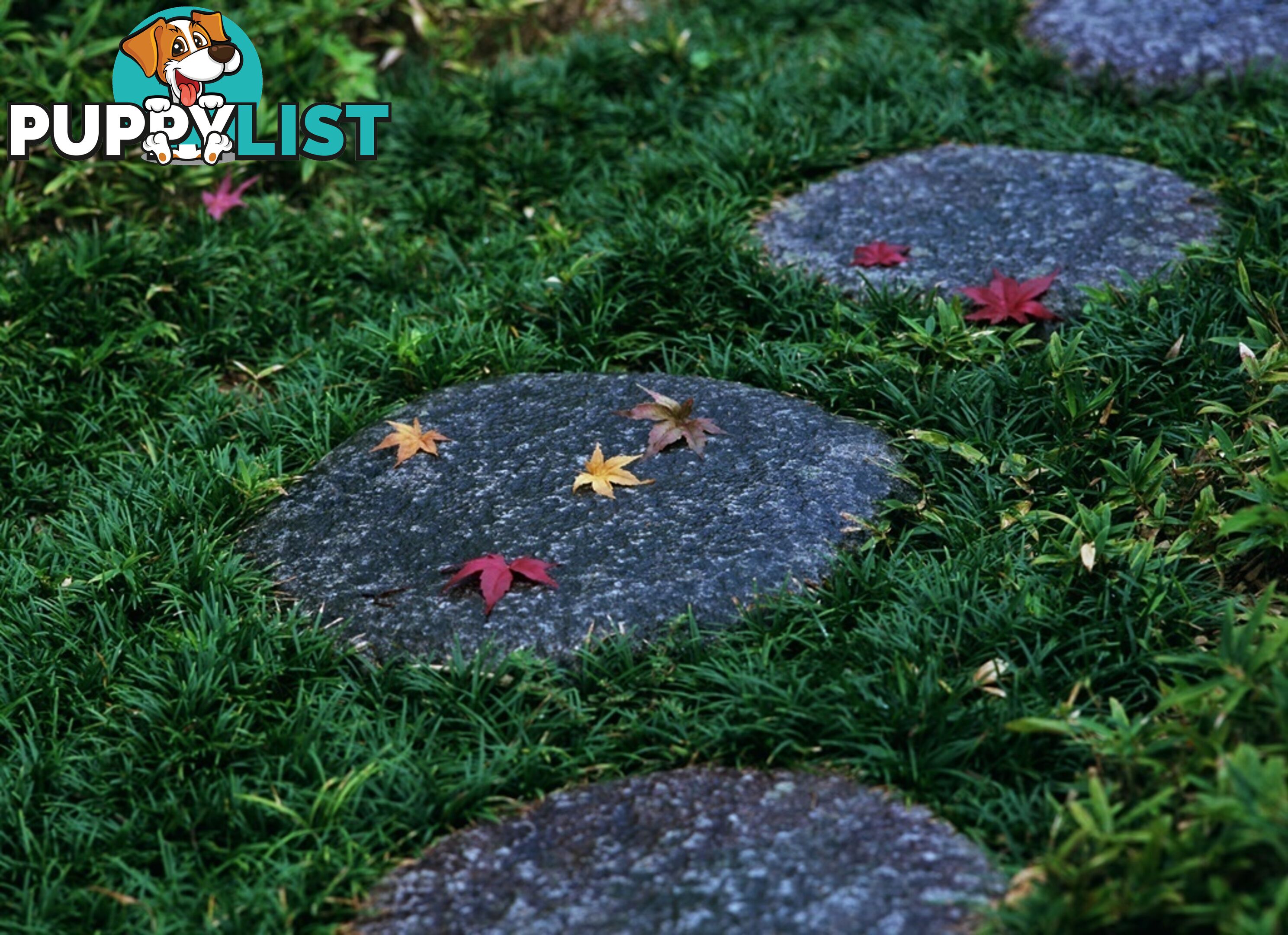 100 Mini or Dwarf Mondo Grass $80.00 Free Express Delivery