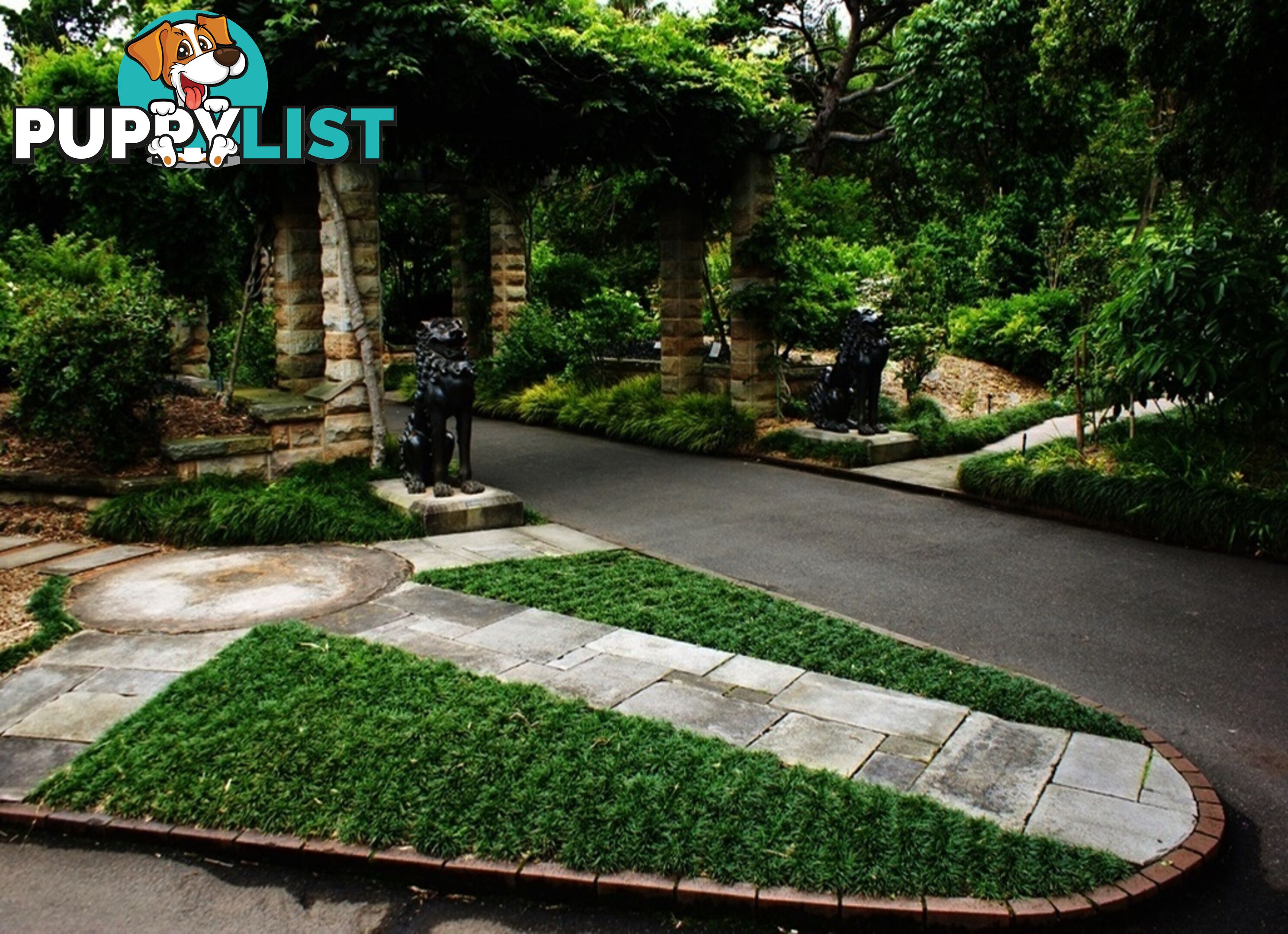 100 Mini or Dwarf Mondo Grass $80.00 Free Express Delivery