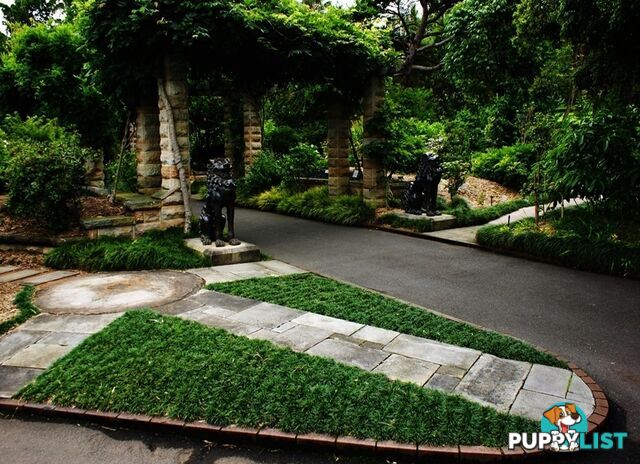 100 Mini or Dwarf Mondo Grass $80.00 Free Express Delivery