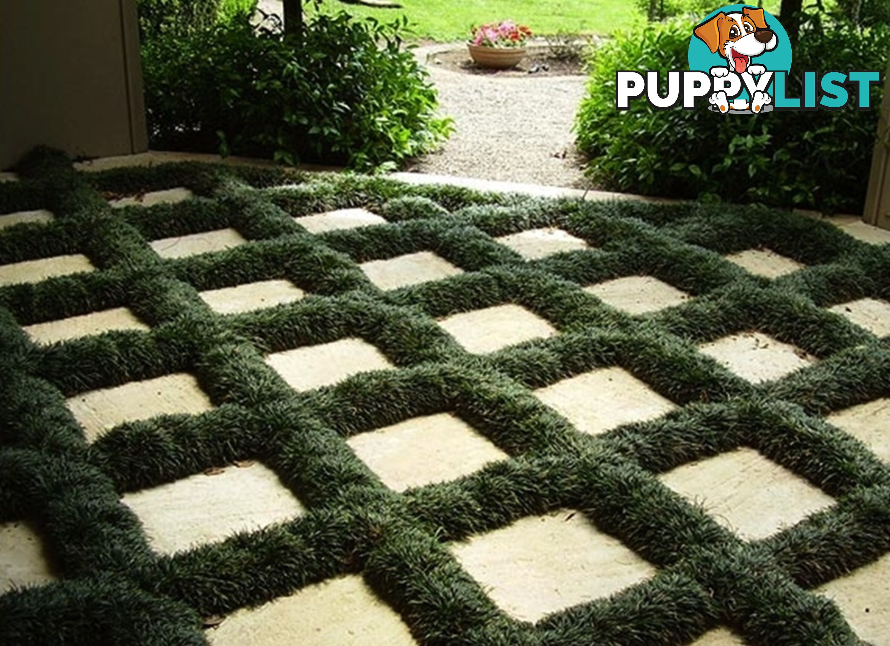 100 Mini or Dwarf Mondo Grass $80.00 Free Express Delivery