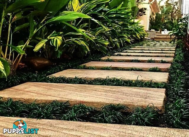 100 Mini or Dwarf Mondo Grass $80.00 Free Express Delivery