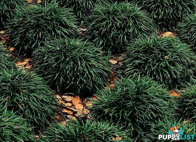 100 Mini or Dwarf Mondo Grass $80.00 Free Express Delivery