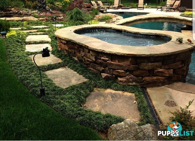 100 Mini or Dwarf Mondo Grass $80.00 Free Express Delivery