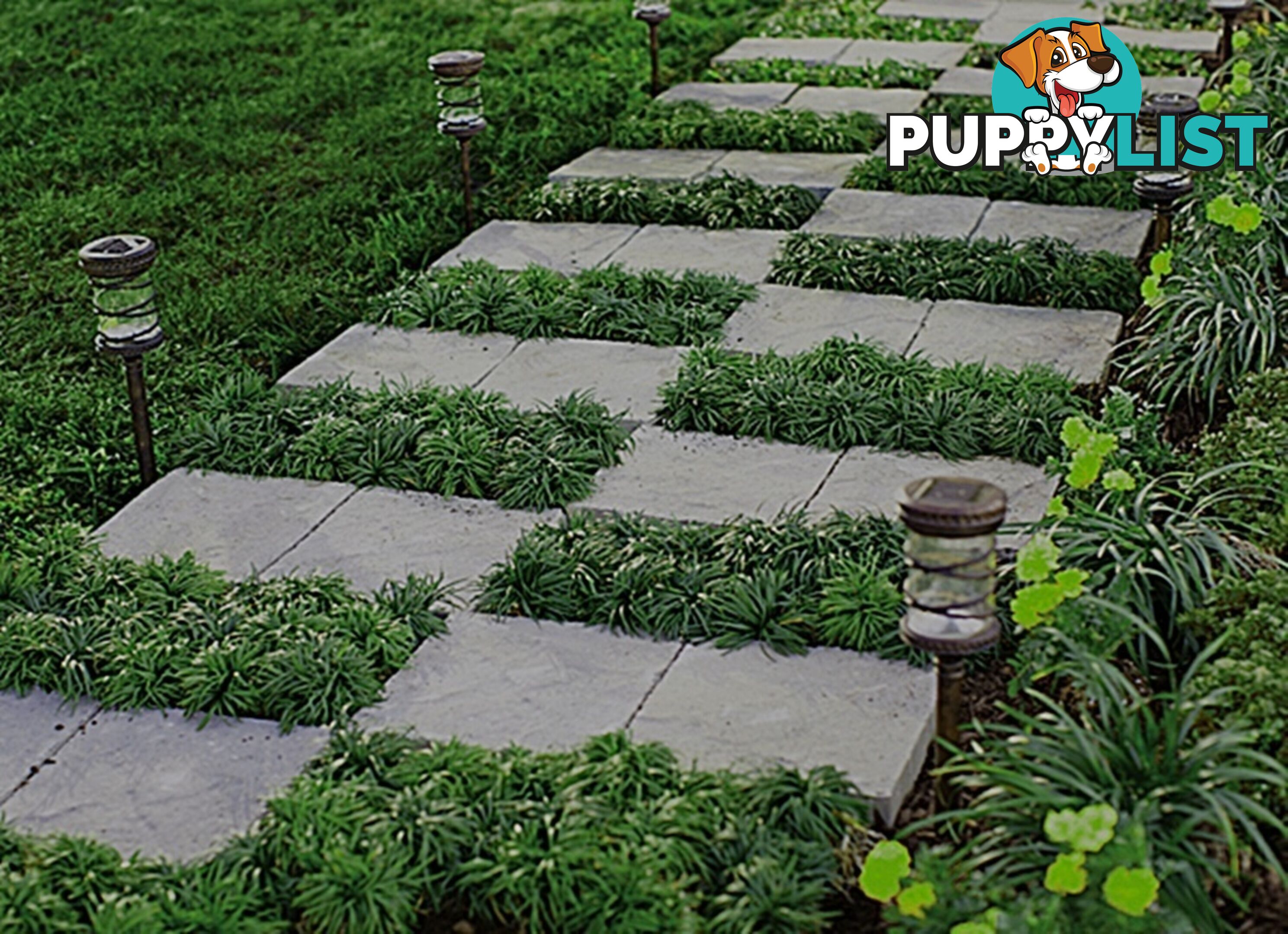 100 Mini or Dwarf Mondo Grass $80.00 Free Express Delivery