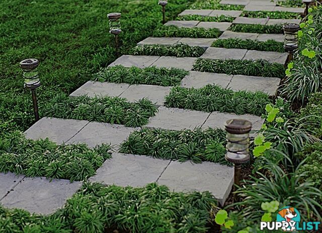 100 Mini or Dwarf Mondo Grass $80.00 Free Express Delivery