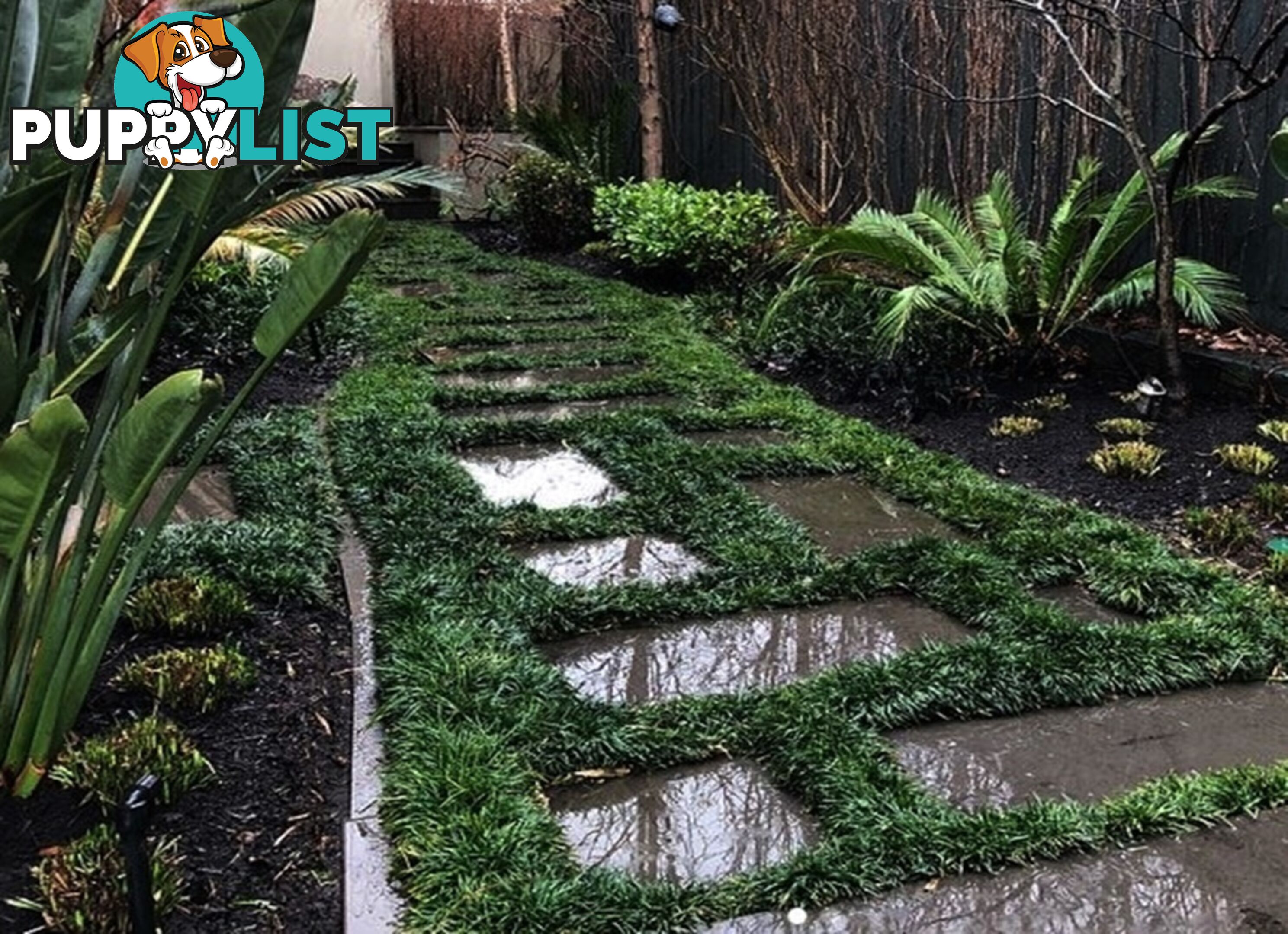 100 Mini or Dwarf Mondo Grass $80.00 Free Express Delivery
