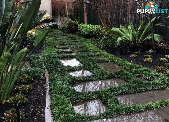 100 Mini or Dwarf Mondo Grass $80.00 Free Express Delivery