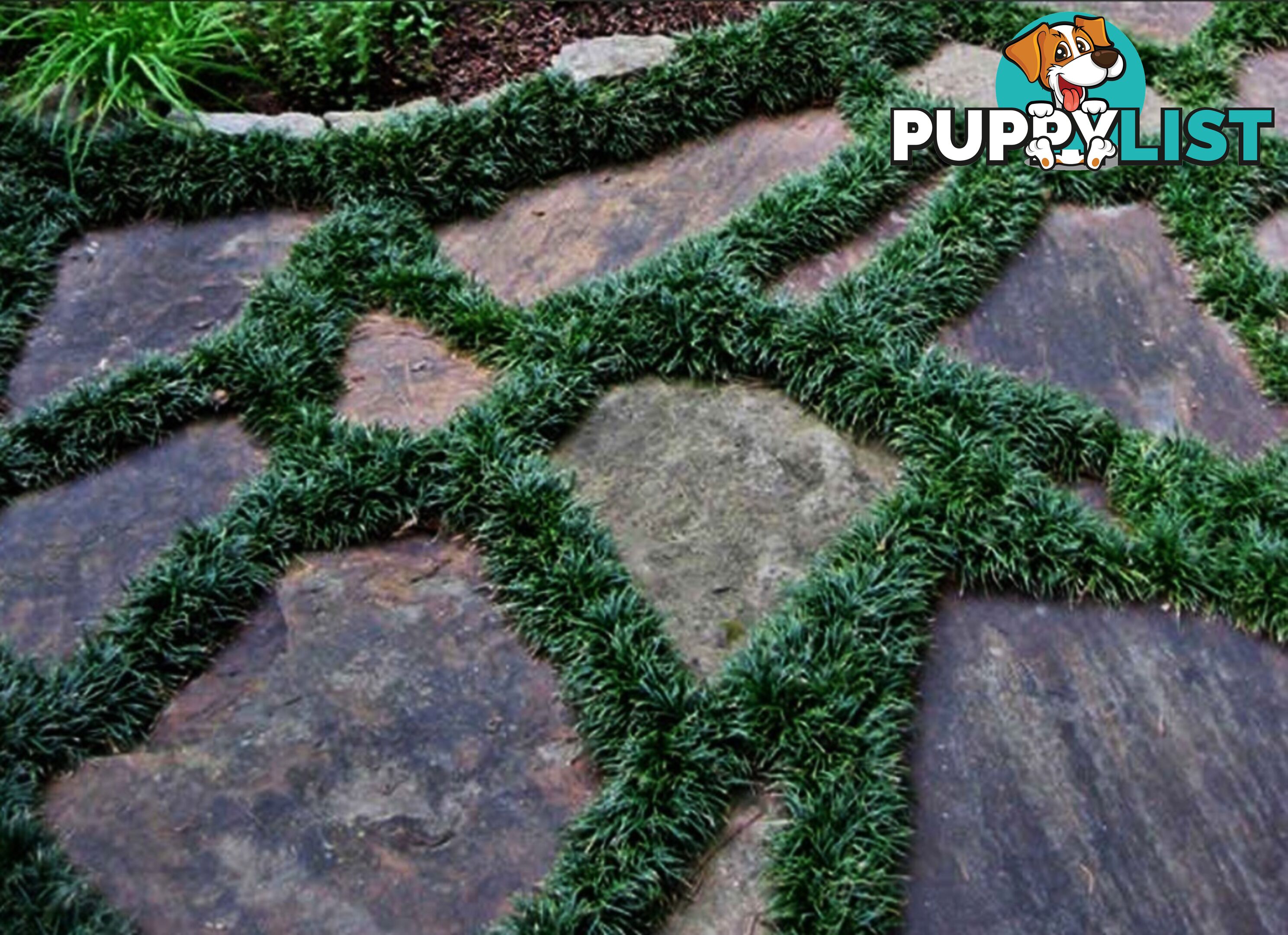 100 Mini or Dwarf Mondo Grass $80.00 Free Express Delivery