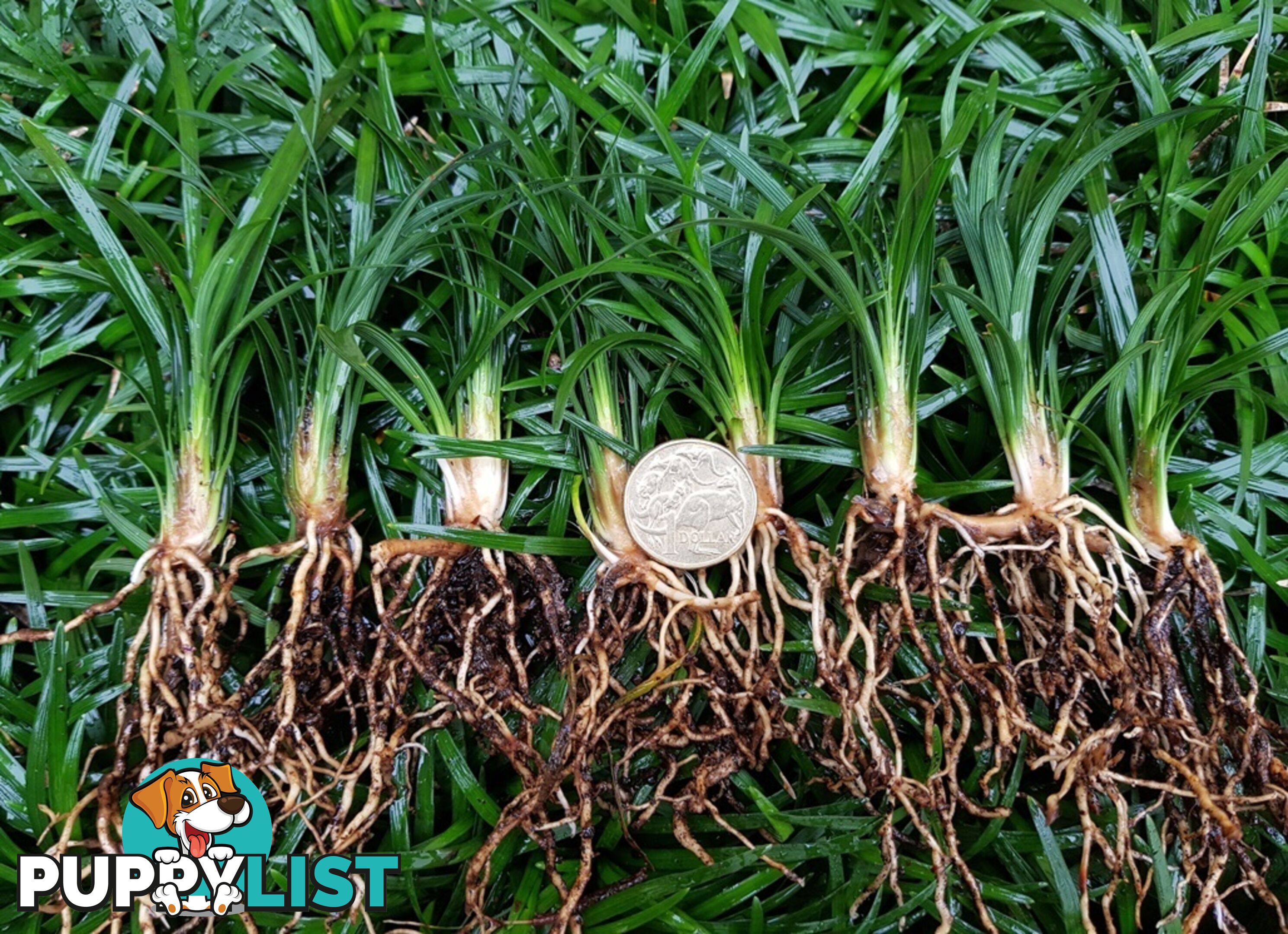 100 Mini or Dwarf Mondo Grass $80.00 Free Express Delivery