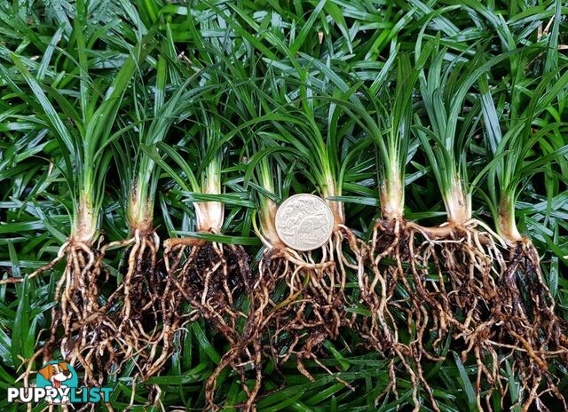 100 Mini or Dwarf Mondo Grass $80.00 Free Express Delivery