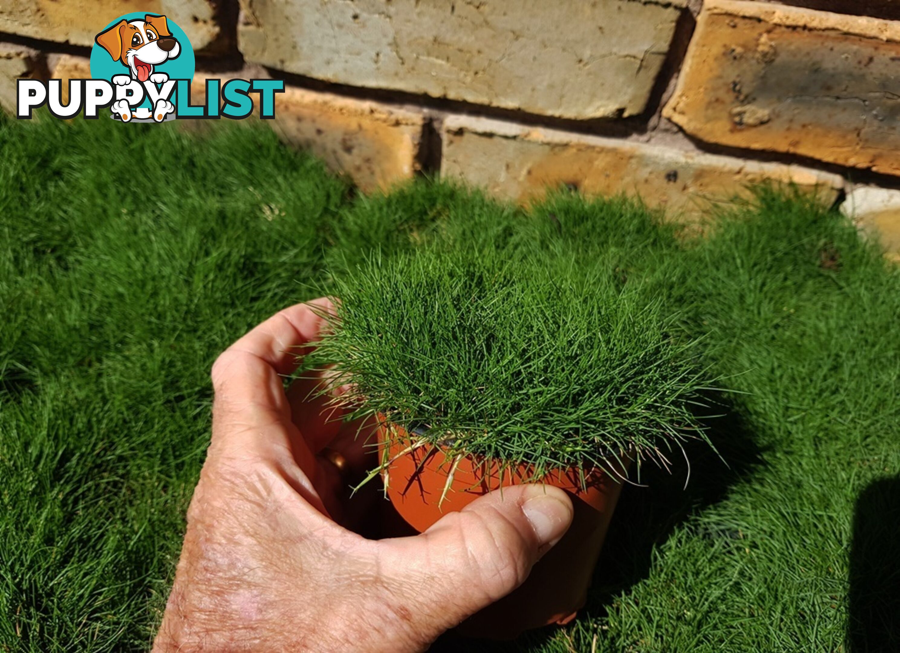 Special - No Mow Grass (Zoysia) 10 x 100mm pots - $70.00 free delivery