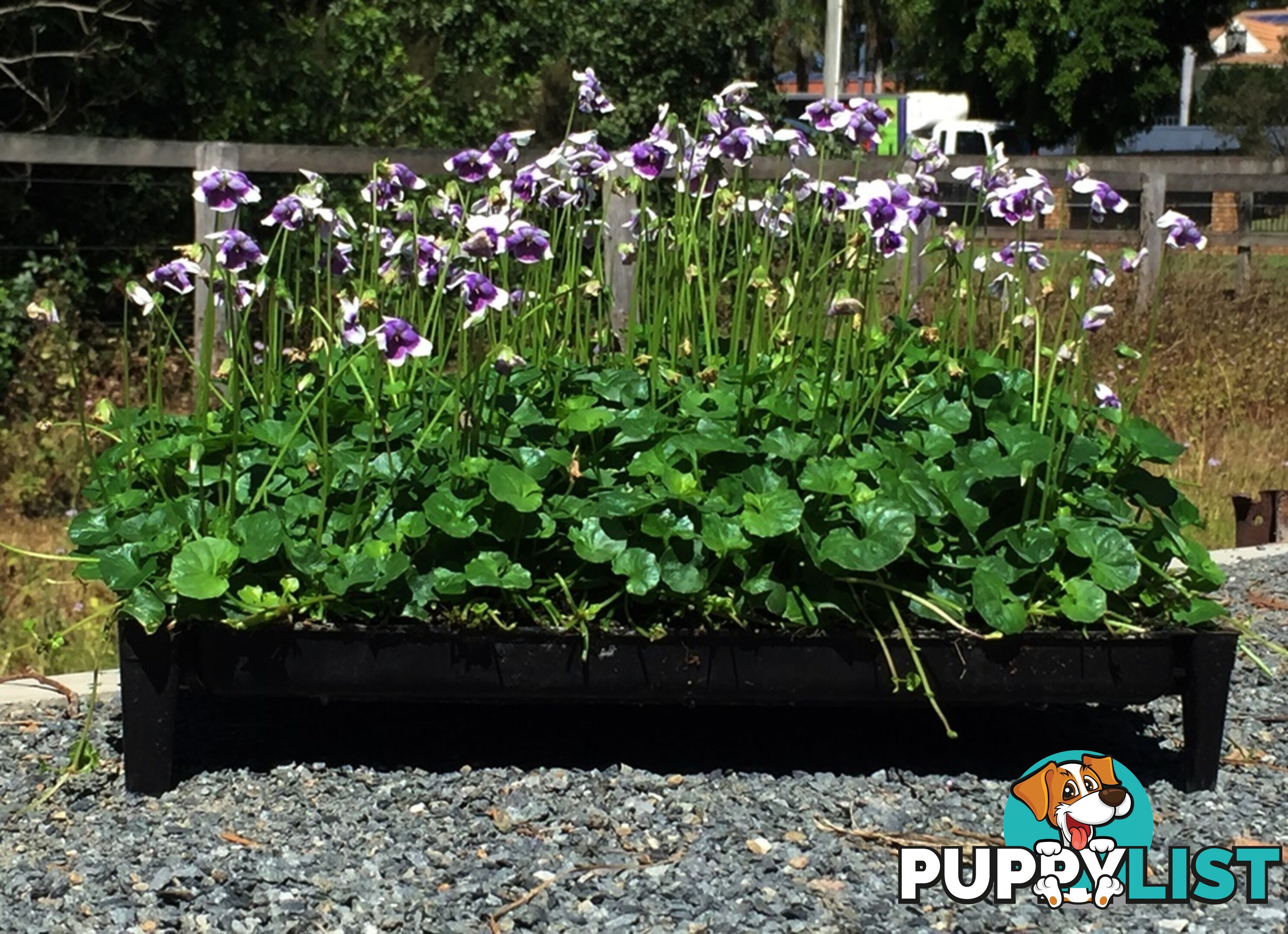 Native Violet ~ Viola hederacea in trays - Free Delivery $45.00