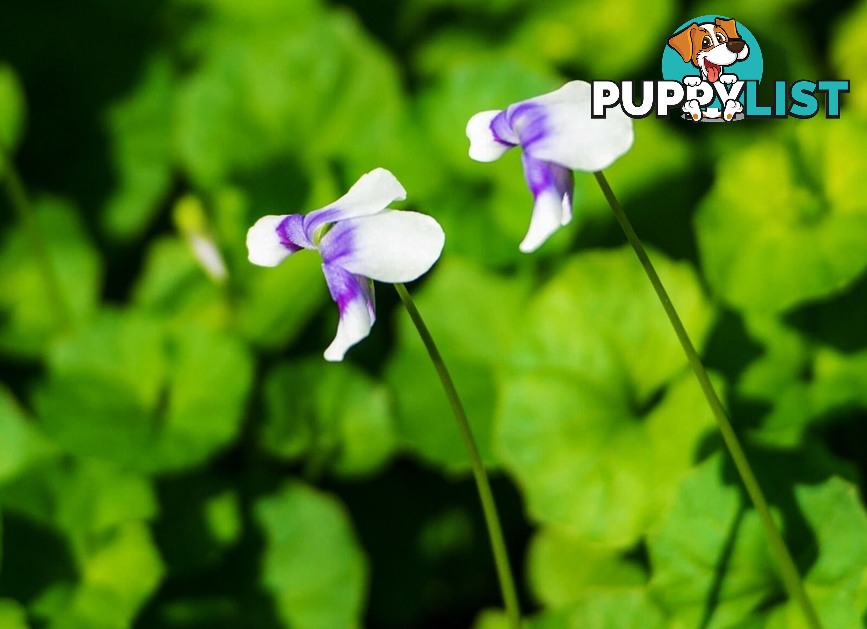 Native Violet ~ Viola hederacea in trays - Free Delivery $45.00